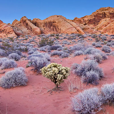 Sagebrush Valley of Fire